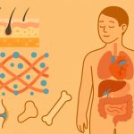 The Role of Collagen in the Human Body