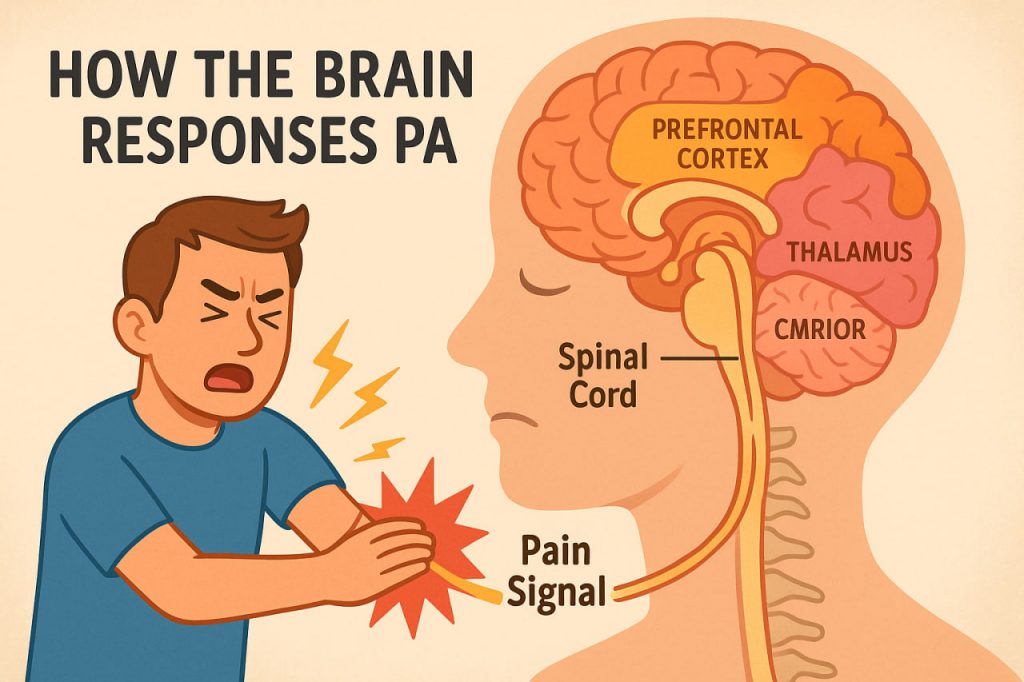 How the Brain Responds to Pain