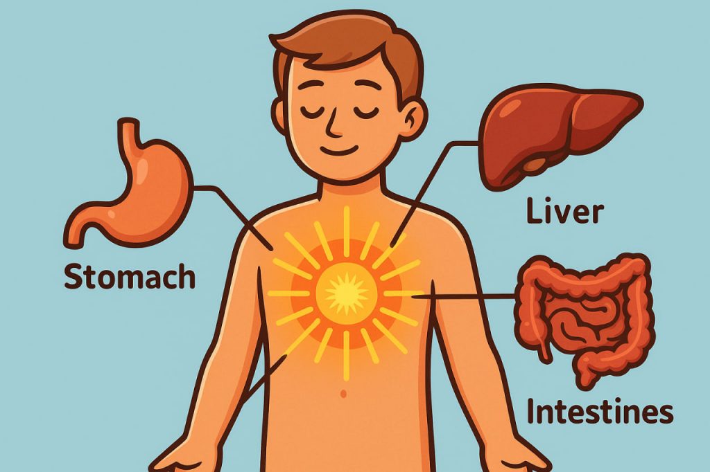 The Solar Plexus: What It Is and Why It Is Important
