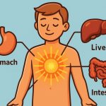 The Solar Plexus: What It Is and Why It Is Important
