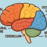 How the Human Brain Works
