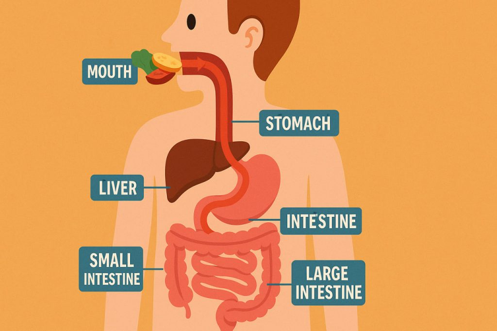 What Happens in the Body After Eating: A Journey Through the Digestive Process