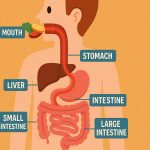 What Happens in the Body After Eating: A Journey Through the Digestive Process
