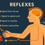 Reflexes: The Body’s Instant Response System