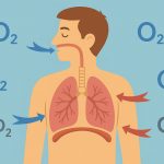 How Do We Breathe? The Miracle of Human Respiration