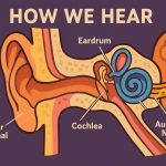 How We Hear – The Science of Sound and Perception