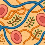 The Extracellular Matrix: The Hidden Architecture That Shapes Every Tissue